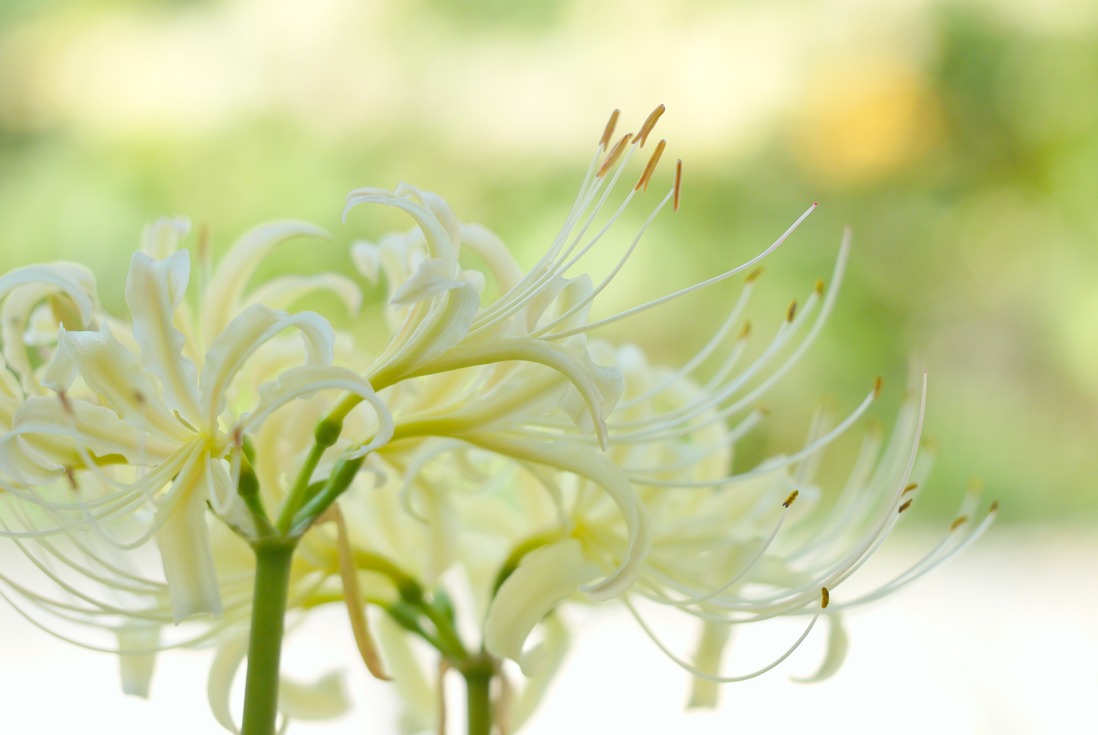 生命の本質　限りある人生のなかで