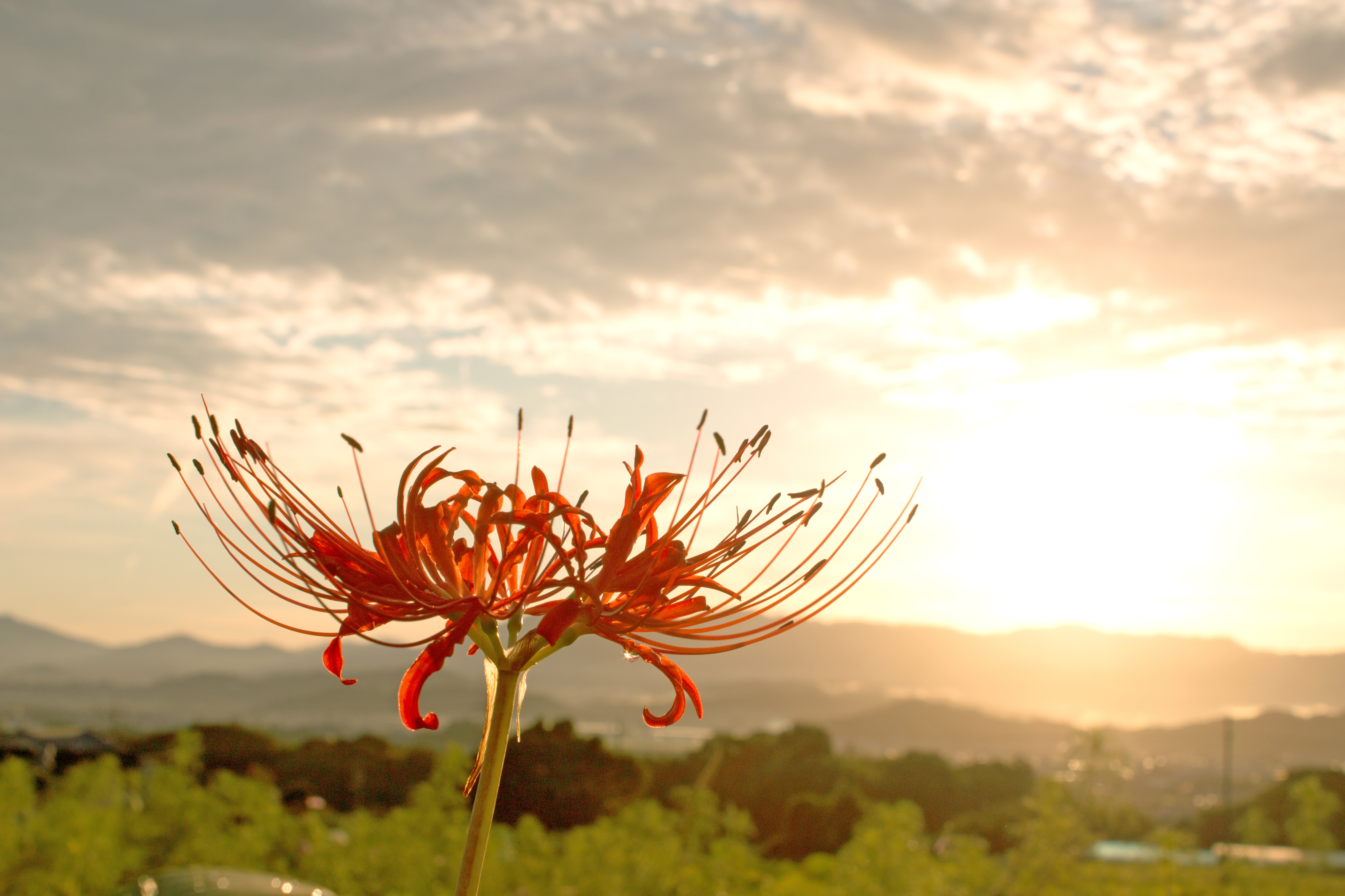 理想をもつことの危険性